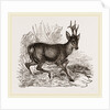 Roebuck by Anonymous