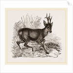 Roebuck by Anonymous