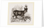 Roebuck by Anonymous