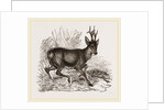 Roebuck by Anonymous