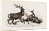 Red Deer by Anonymous