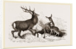 Red Deer by Anonymous