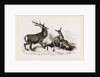 Red Deer by Anonymous