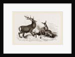 Red Deer by Anonymous
