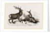 Red Deer by Anonymous