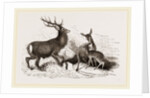 Red Deer by Anonymous