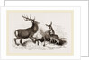 Red Deer by Anonymous