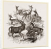 A Stag and the Roebuck by Anonymous