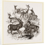 A Stag and the Roebuck by Anonymous