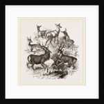 A Stag and the Roebuck by Anonymous