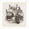 A Stag and the Roebuck by Anonymous