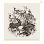 A Stag and the Roebuck by Anonymous