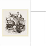 A Stag and the Roebuck by Anonymous