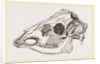 Skull of Sambur Deer by Anonymous