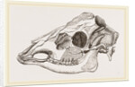 Skull of Sambur Deer by Anonymous