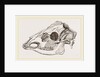 Skull of Sambur Deer by Anonymous