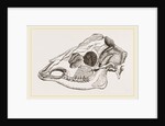 Skull of Sambur Deer by Anonymous