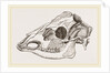 Skull of Sambur Deer by Anonymous