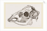 Skull of Sambur Deer by Anonymous