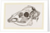 Skull of Sambur Deer by Anonymous