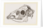 Skull of Sambur Deer by Anonymous