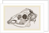 Skull of Sambur Deer by Anonymous