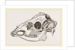 Skull of Sambur Deer by Anonymous