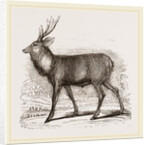 Sambur-Deer by Anonymous