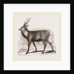 Sambur-Deer by Anonymous