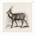 Sambur-Deer by Anonymous