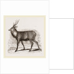 Sambur-Deer by Anonymous