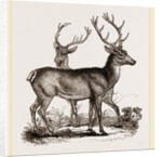 Red Deer by Anonymous