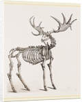 Skeleton of Fossil Elk by Anonymous