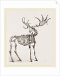 Skeleton of Fossil Elk by Anonymous