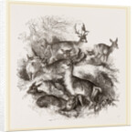 Fallow Deer by Anonymous