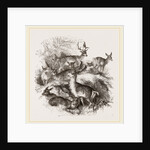 Fallow Deer by Anonymous