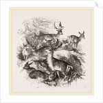 Fallow Deer by Anonymous