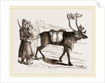 Rein-Deer and Laplanders by Anonymous