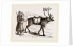 Rein-Deer and Laplanders by Anonymous