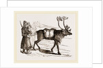 Rein-Deer and Laplanders by Anonymous