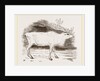 Rein-Deer by Anonymous
