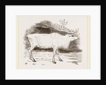 Rein-Deer by Anonymous