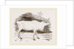 Rein-Deer by Anonymous