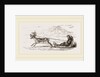 Rein-Deer harnessed to a Sledge by Anonymous