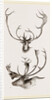 Horns of Carabous by Anonymous