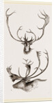 Horns of Carabous by Anonymous