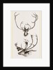 Horns of Carabous by Anonymous