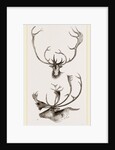 Horns of Carabous by Anonymous