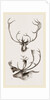 Horns of Carabous by Anonymous