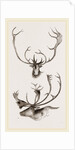 Horns of Carabous by Anonymous